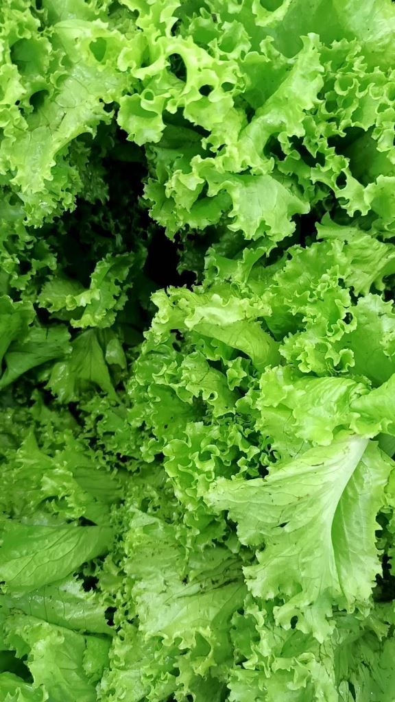 Sałata Masłowa 1szt. Sałata Masłowa 1szt.