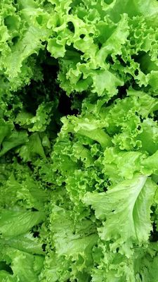 Sałata Masłowa 1szt.