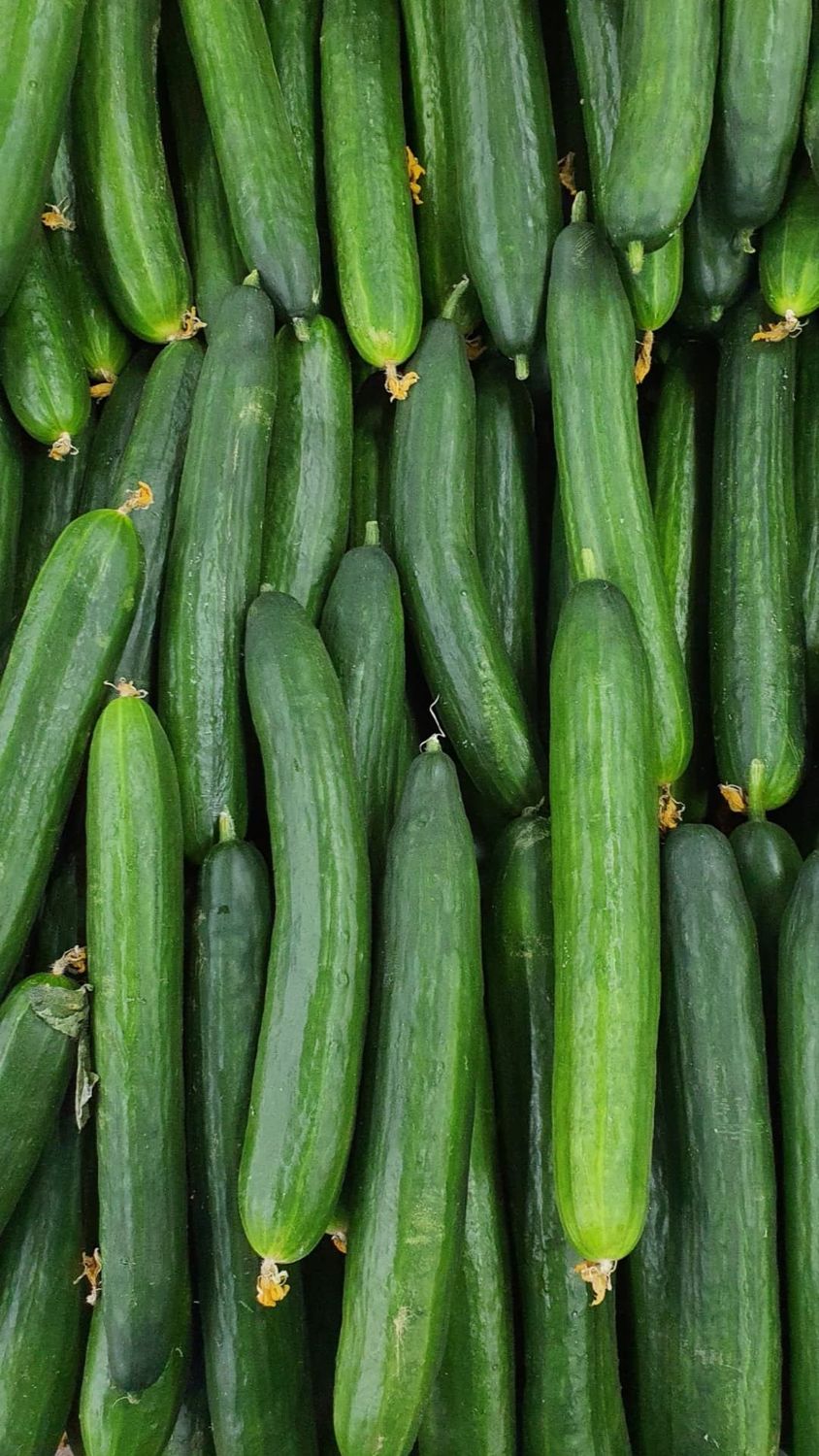 Ogórek Szklarniowy 1kg