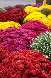 Fall Mums