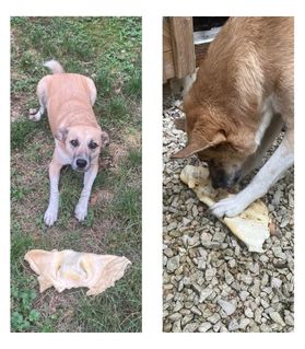 Museau soufflé XL de bœuf