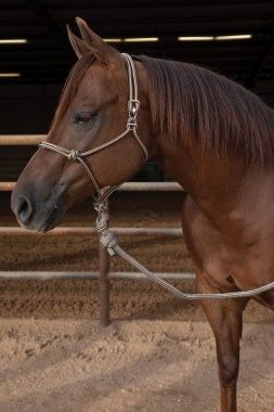 PC Easy On Rope Halter