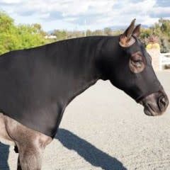 Horse Hoodie-Black, Size: Small