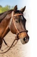 Loping Hackamore