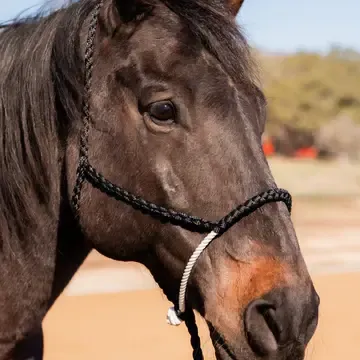 Lariat Mule Tape Halter, Color: Black/White