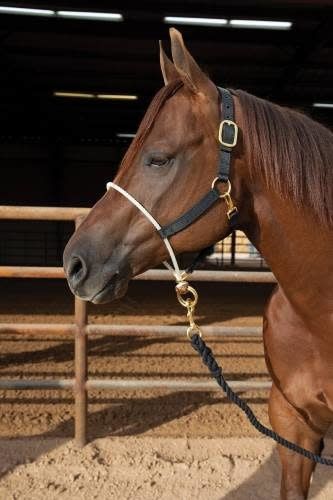 Rope Nose Nylon Halter - black