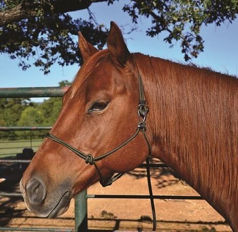 Halter Adj. Buckle Black
