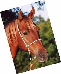 Headsetter Tiedown Adjustable Rope