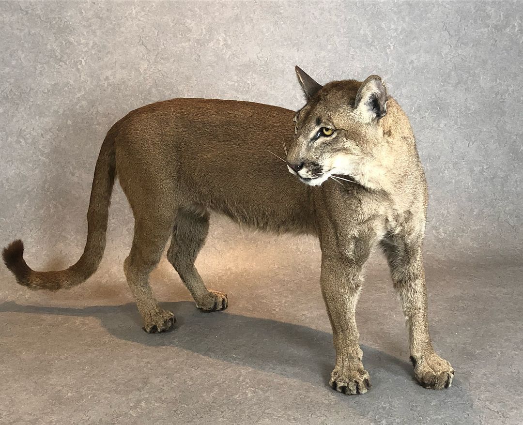 Taxidermy Cougar