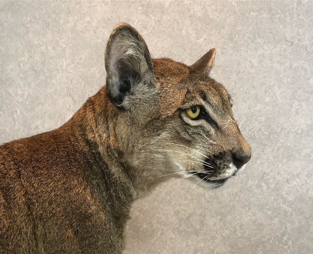 Taxidermy Cougar