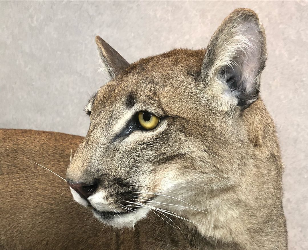 Taxidermy Cougar