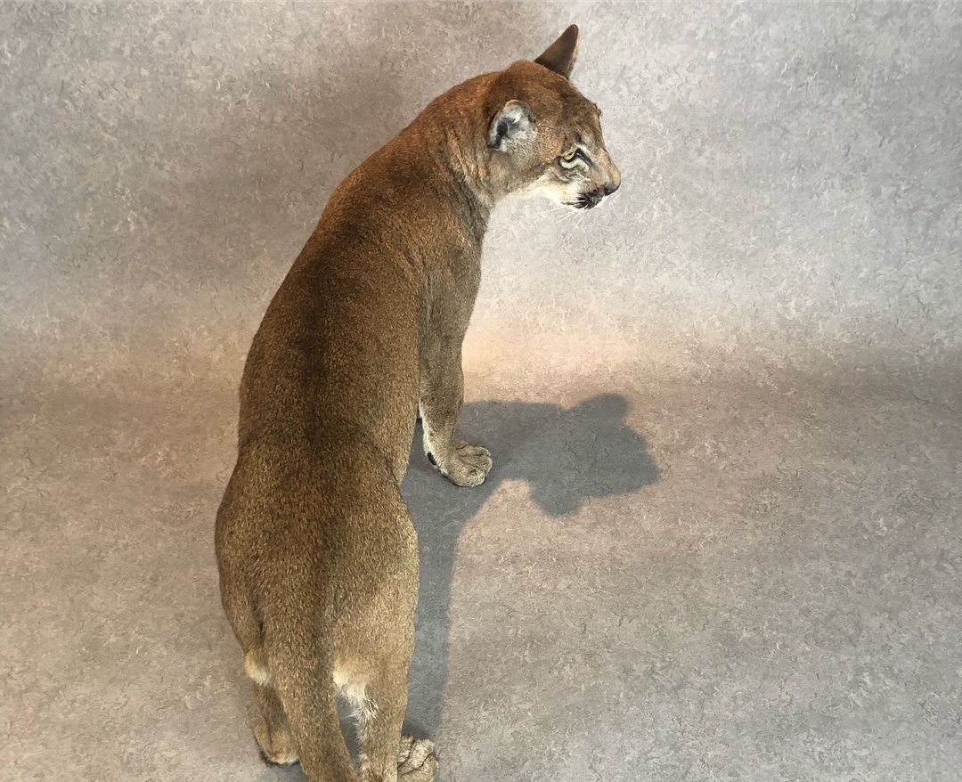 Taxidermy Cougar