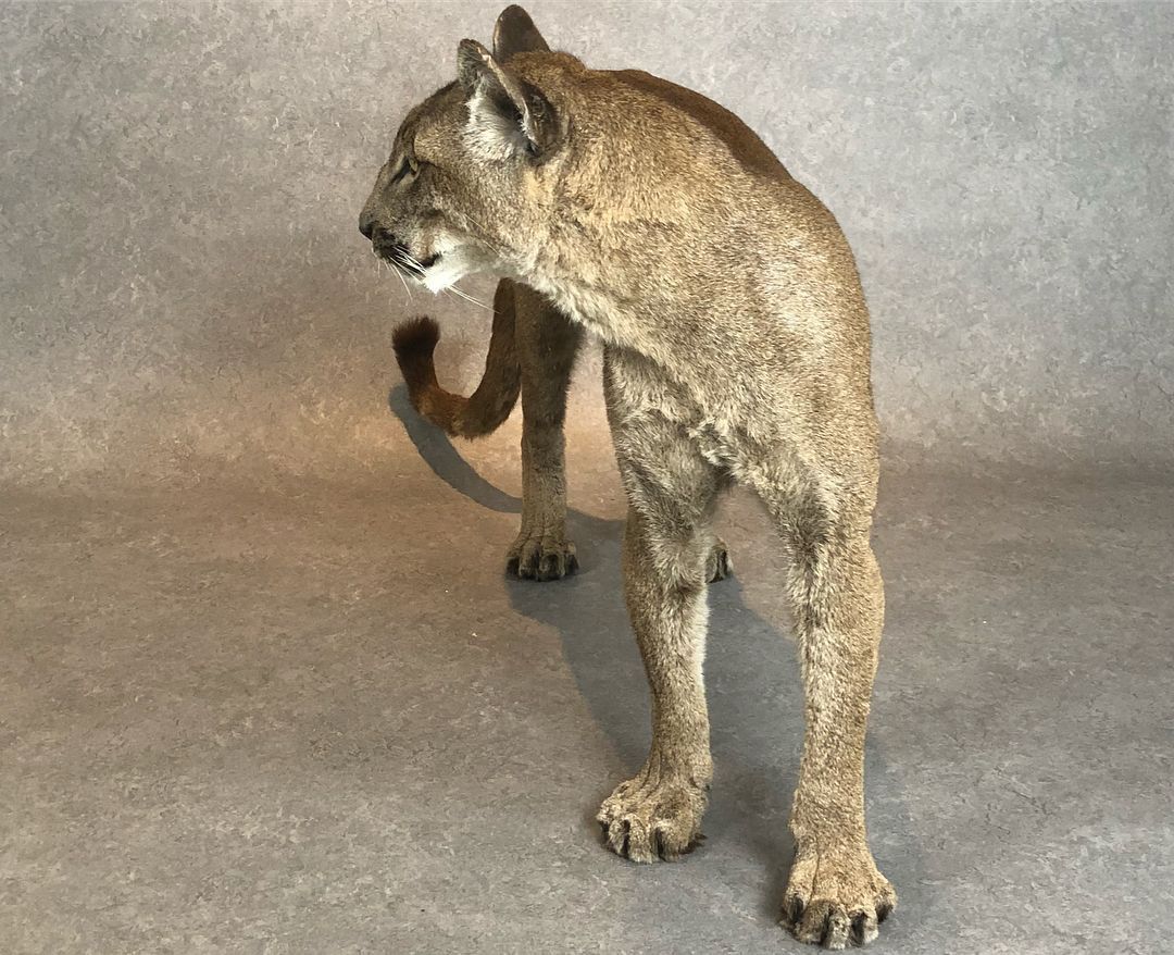 Taxidermy Cougar
