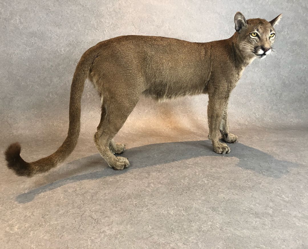 Taxidermy Cougar