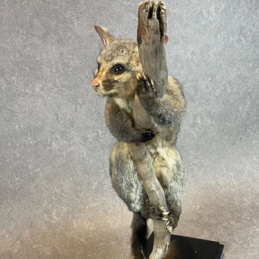 Taxidermy Brush Tail Opossum