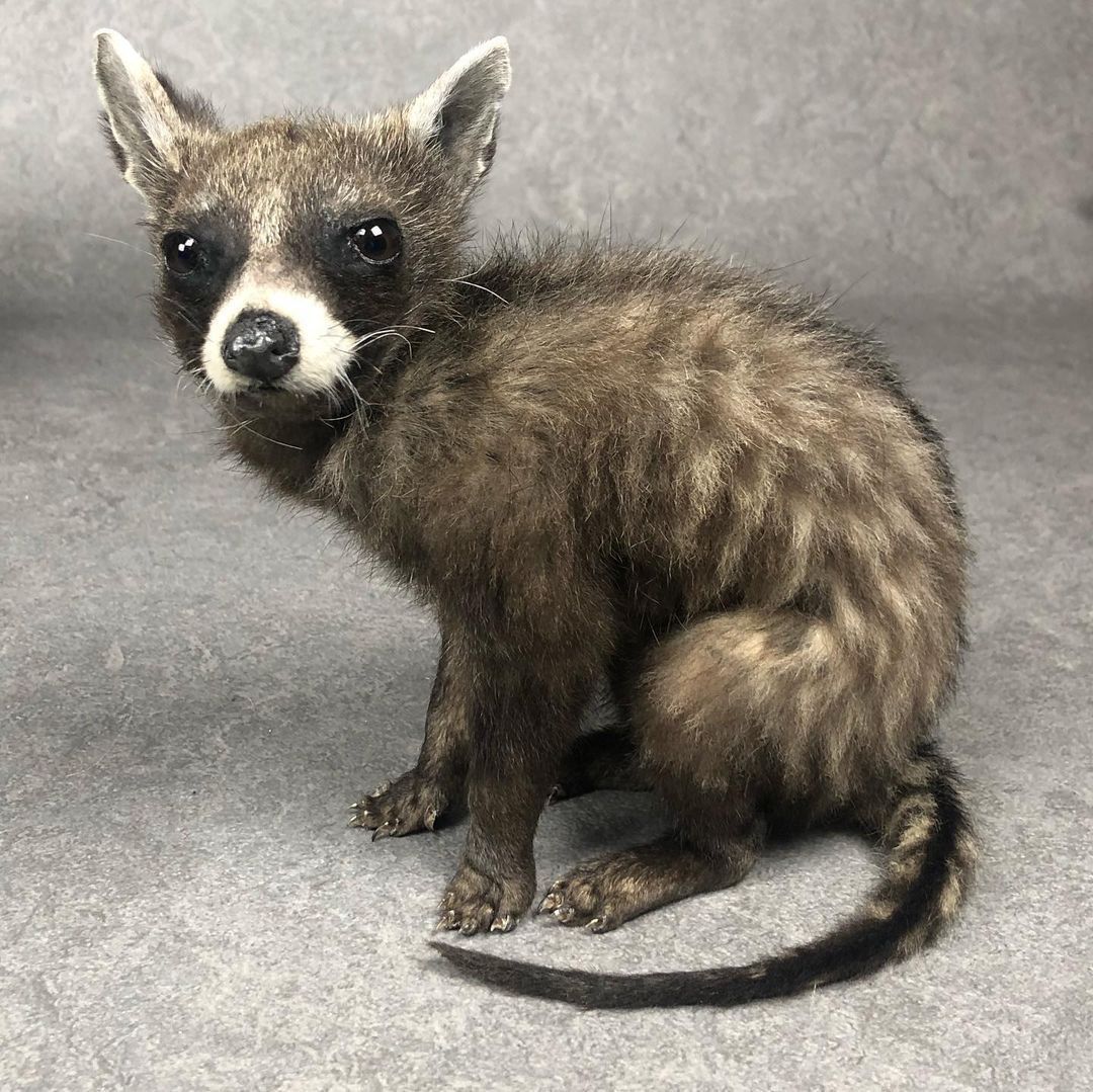 Super Cute Taxidermy Civet Cat Baby