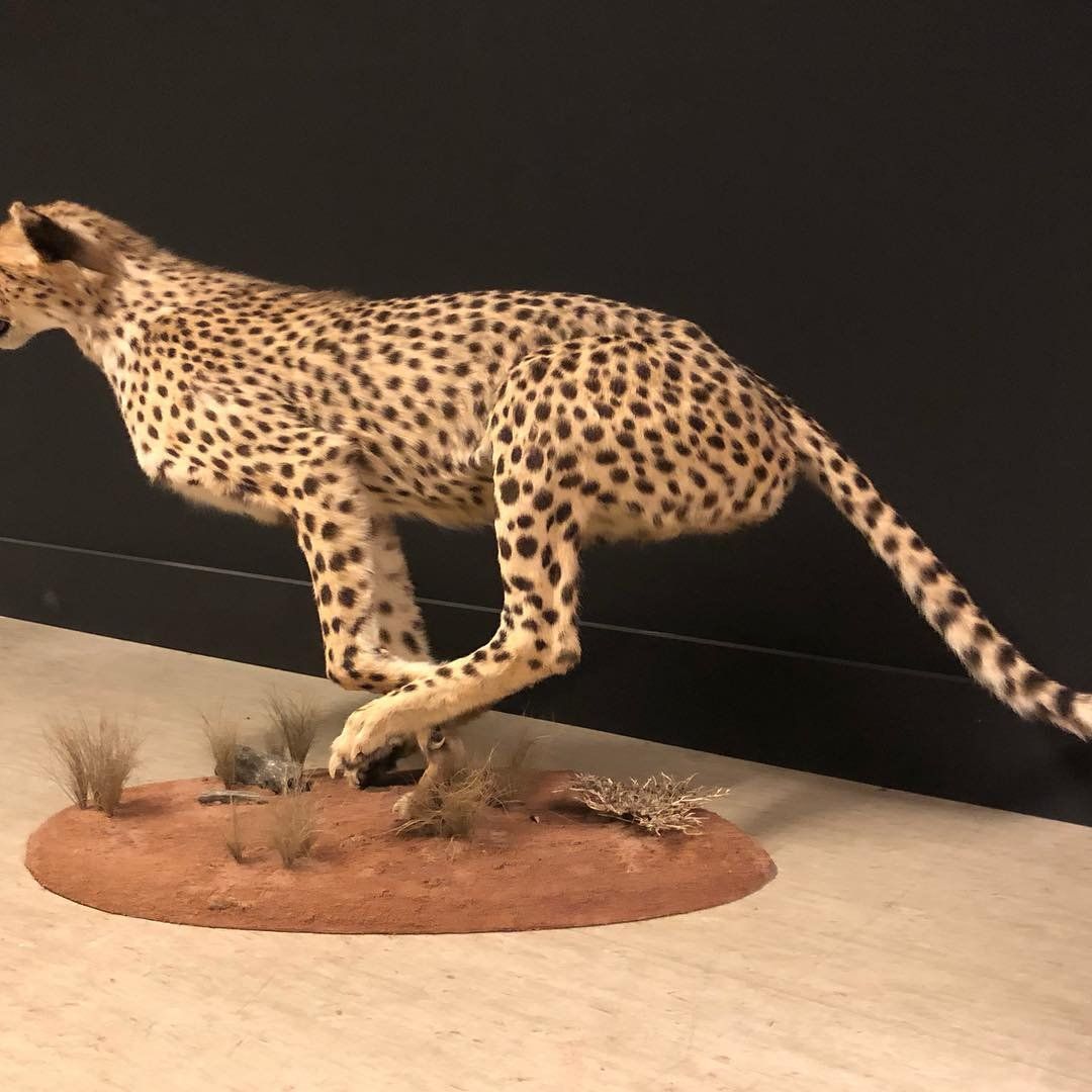 Cheetah Taxidermy