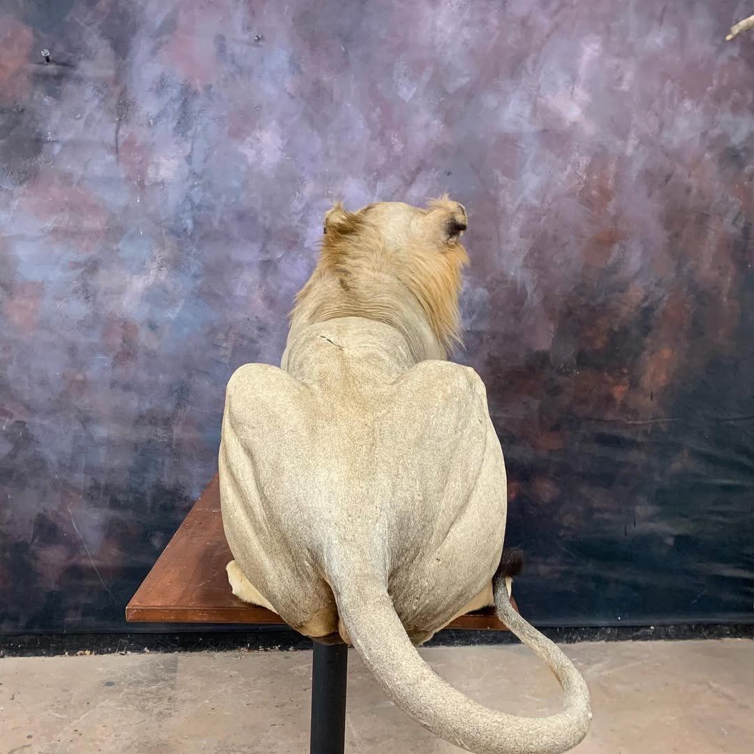 African Male Lion Taxidermy