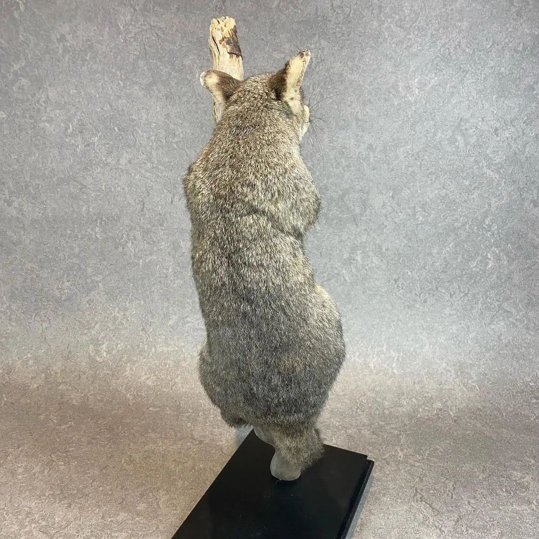 Taxidermy Brush Tail Opossum