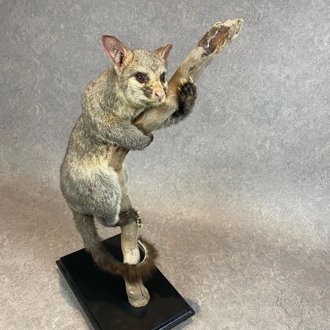 Taxidermy Brush Tail Opossum