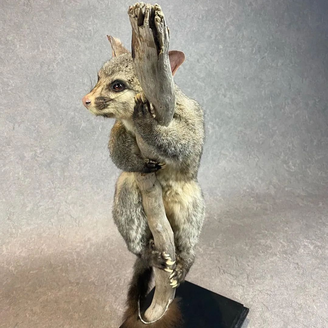 Taxidermy Brush Tail Opossum