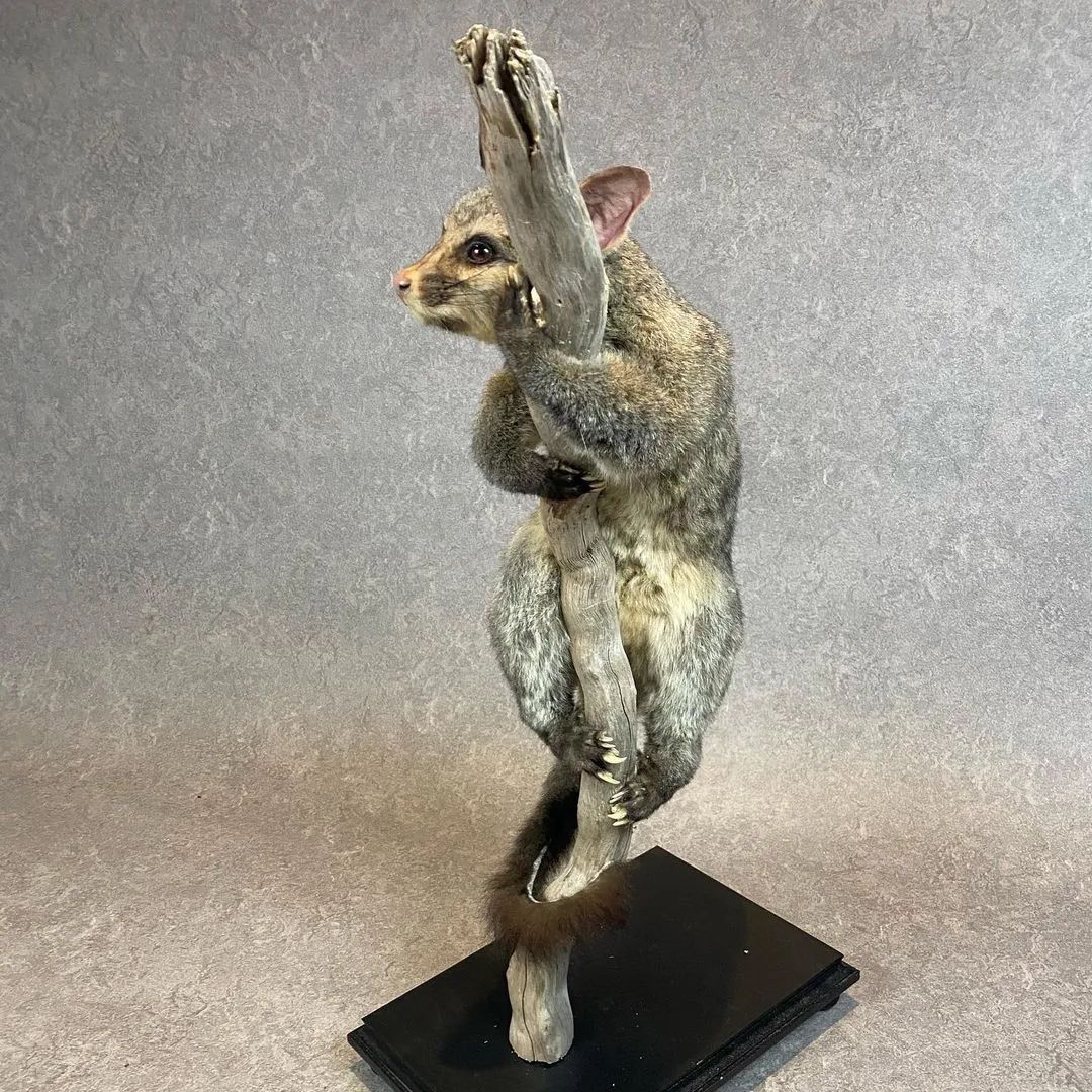 Taxidermy Brush Tail Opossum