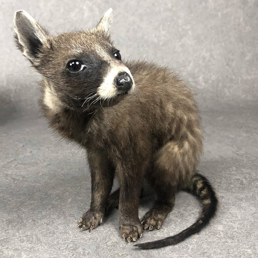 Super Cute Taxidermy Civet Cat Baby