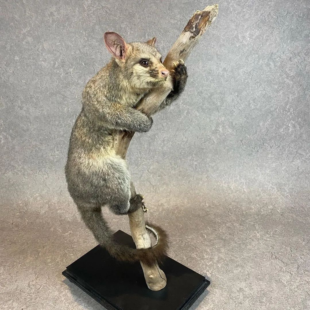 Taxidermy Brush Tail Opossum