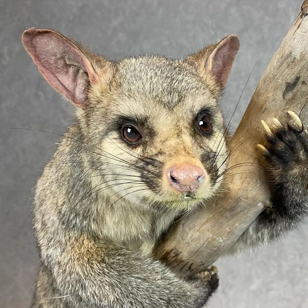 Taxidermy Brush Tail Opossum