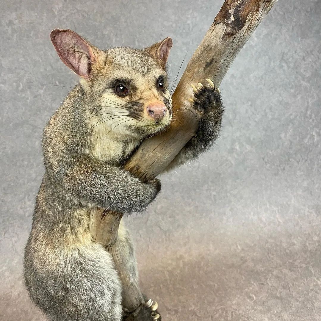 Taxidermy Brush Tail Opossum