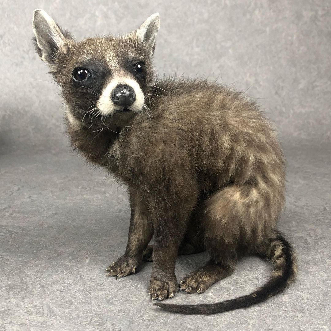 Super Cute Taxidermy Civet Cat Baby