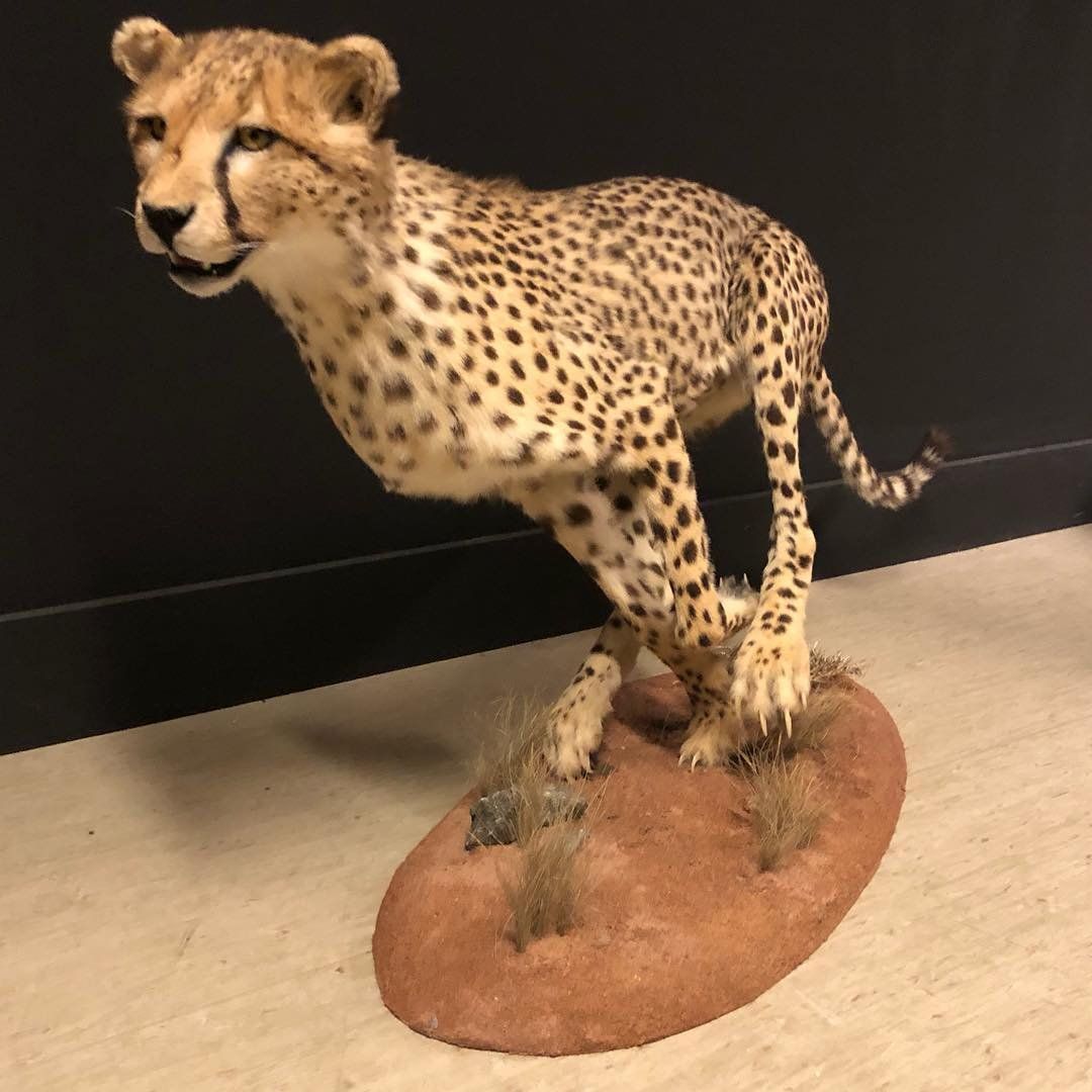 Cheetah Taxidermy