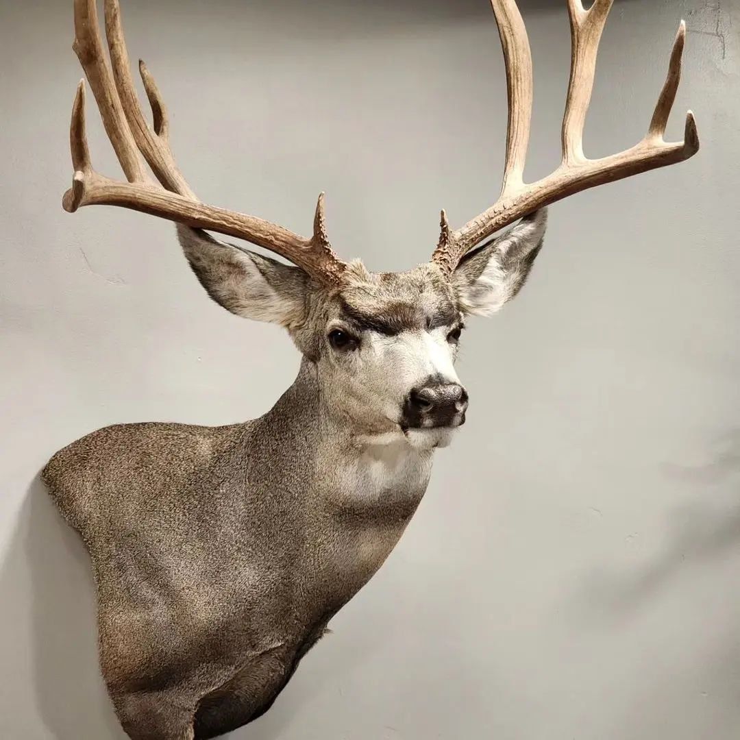 Mule Deer Wall Pedestal
