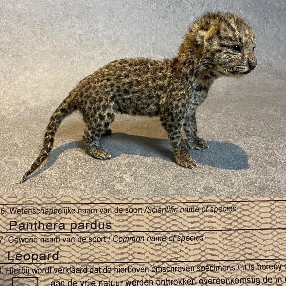 Taxidermy Leopard Cub