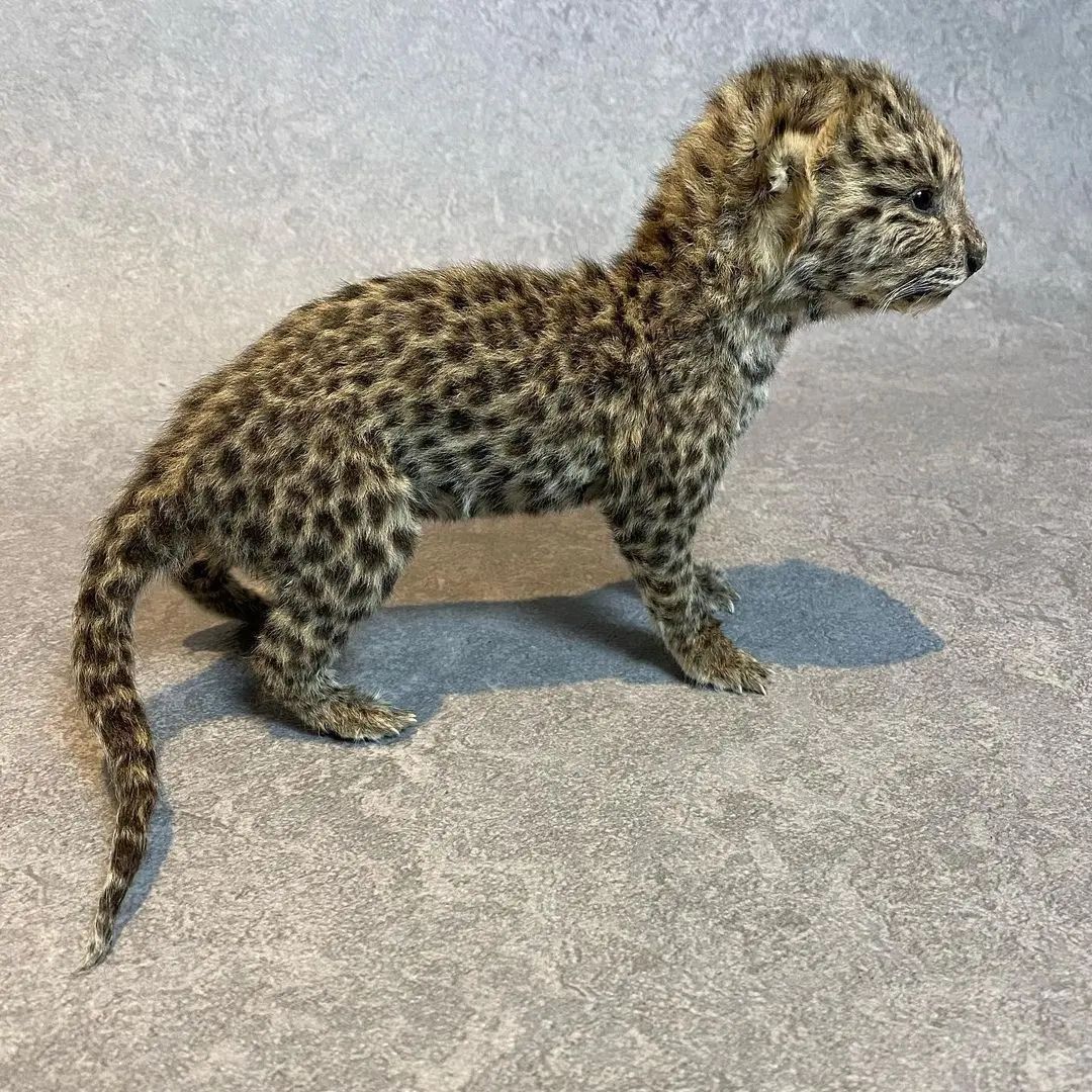 Taxidermy Leopard Cub