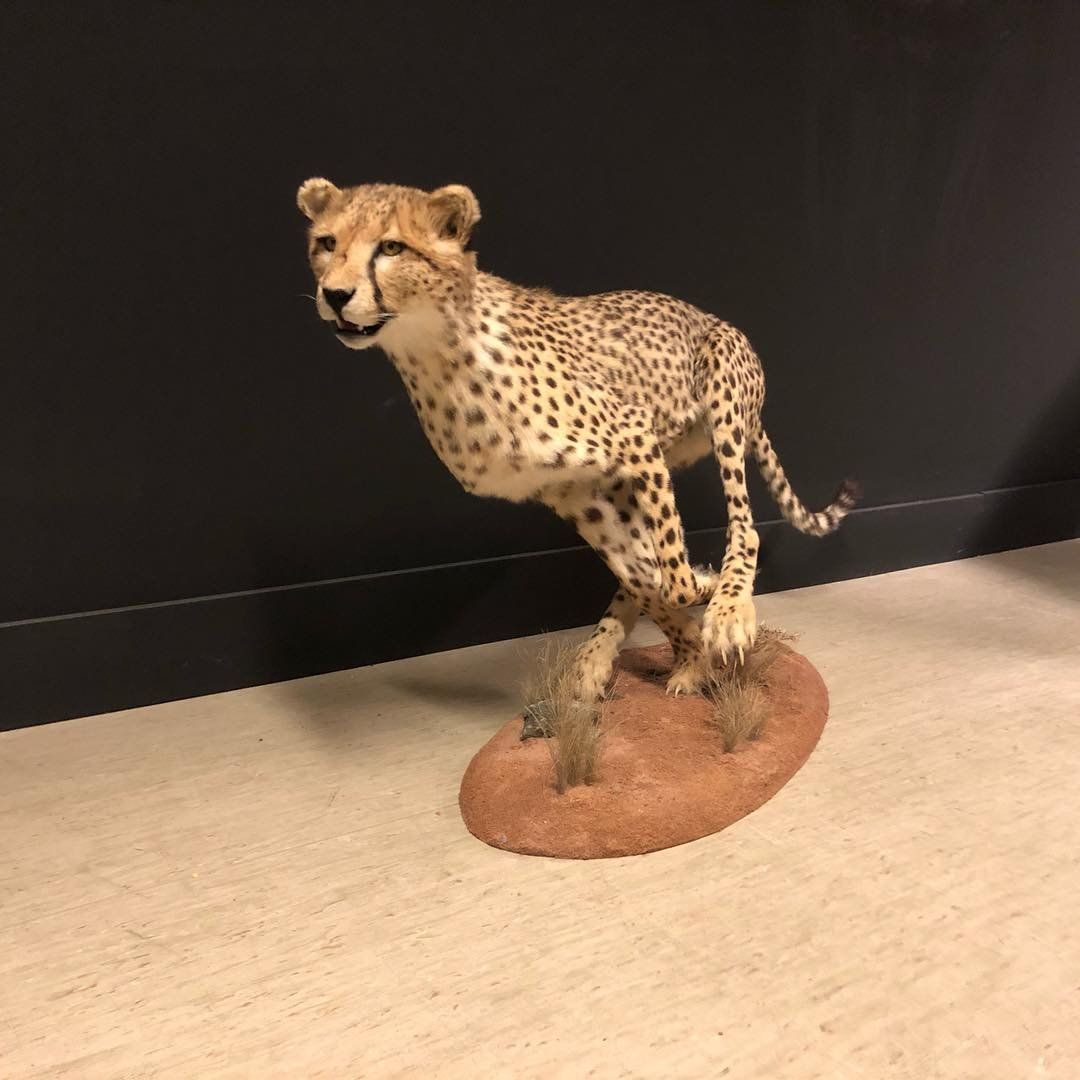 Cheetah Taxidermy