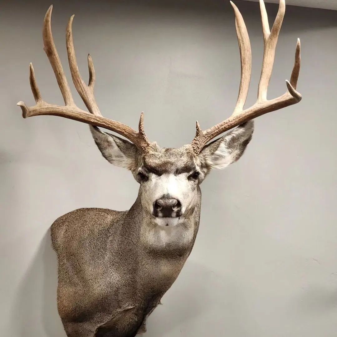 Mule Deer Wall Pedestal