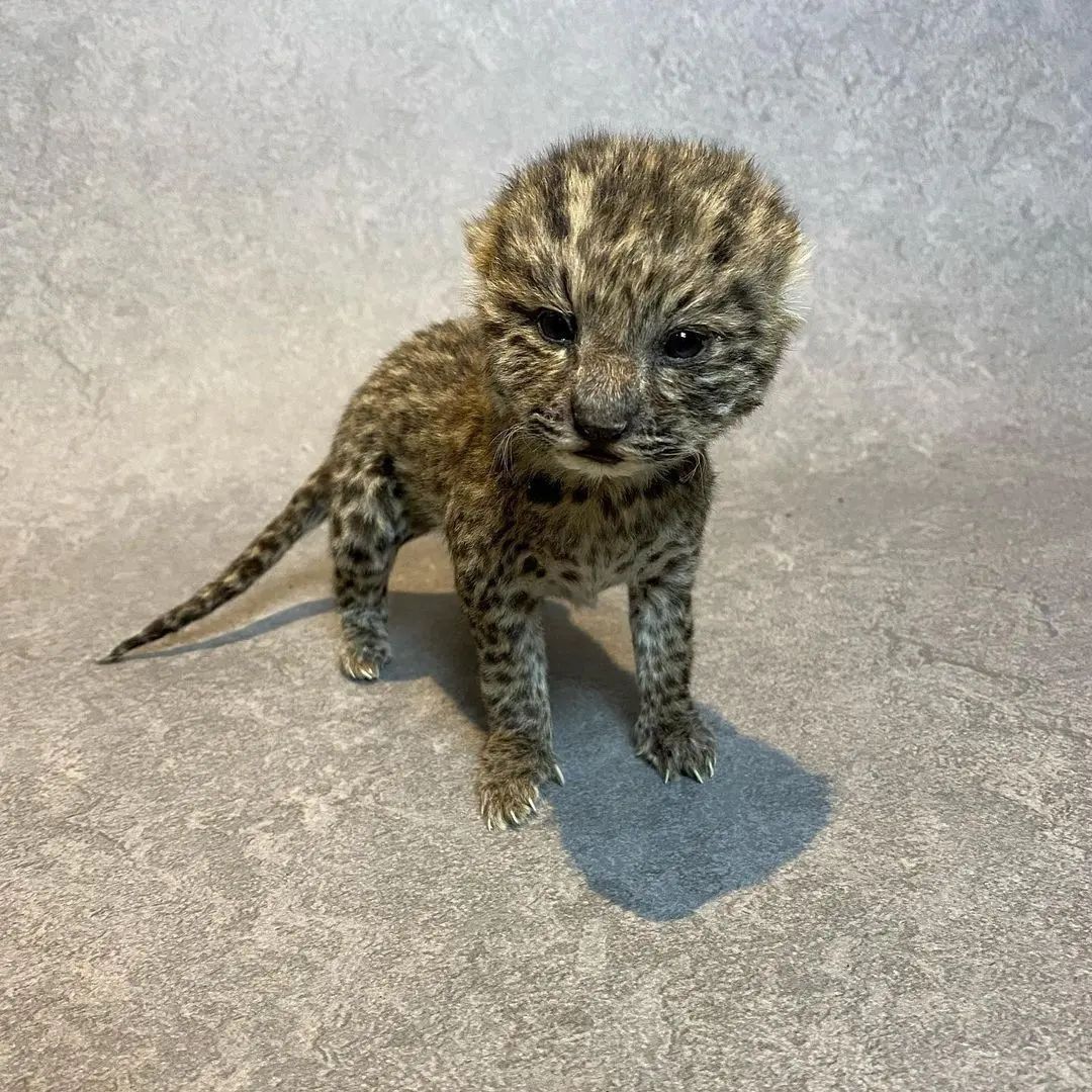 Taxidermy Leopard Cub