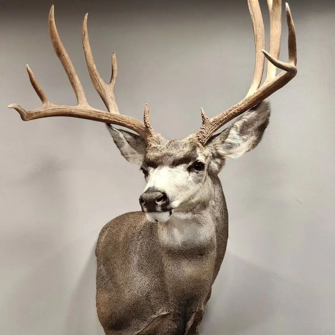 Mule Deer Wall Pedestal