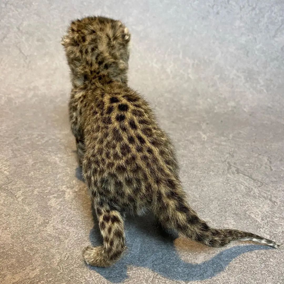 Taxidermy Leopard Cub