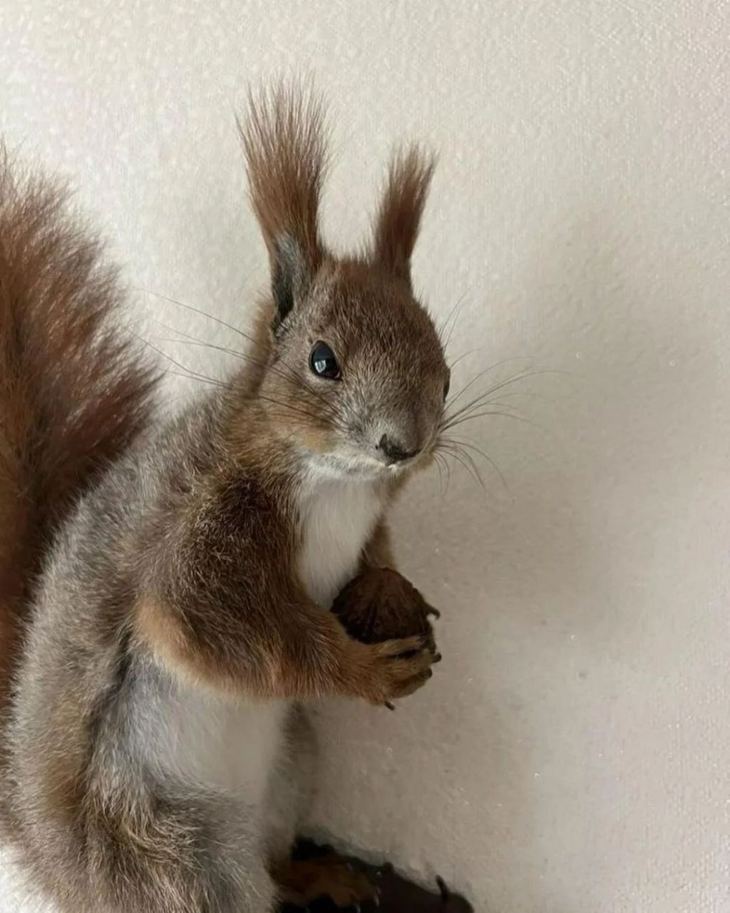 Taxidermy Squirrel