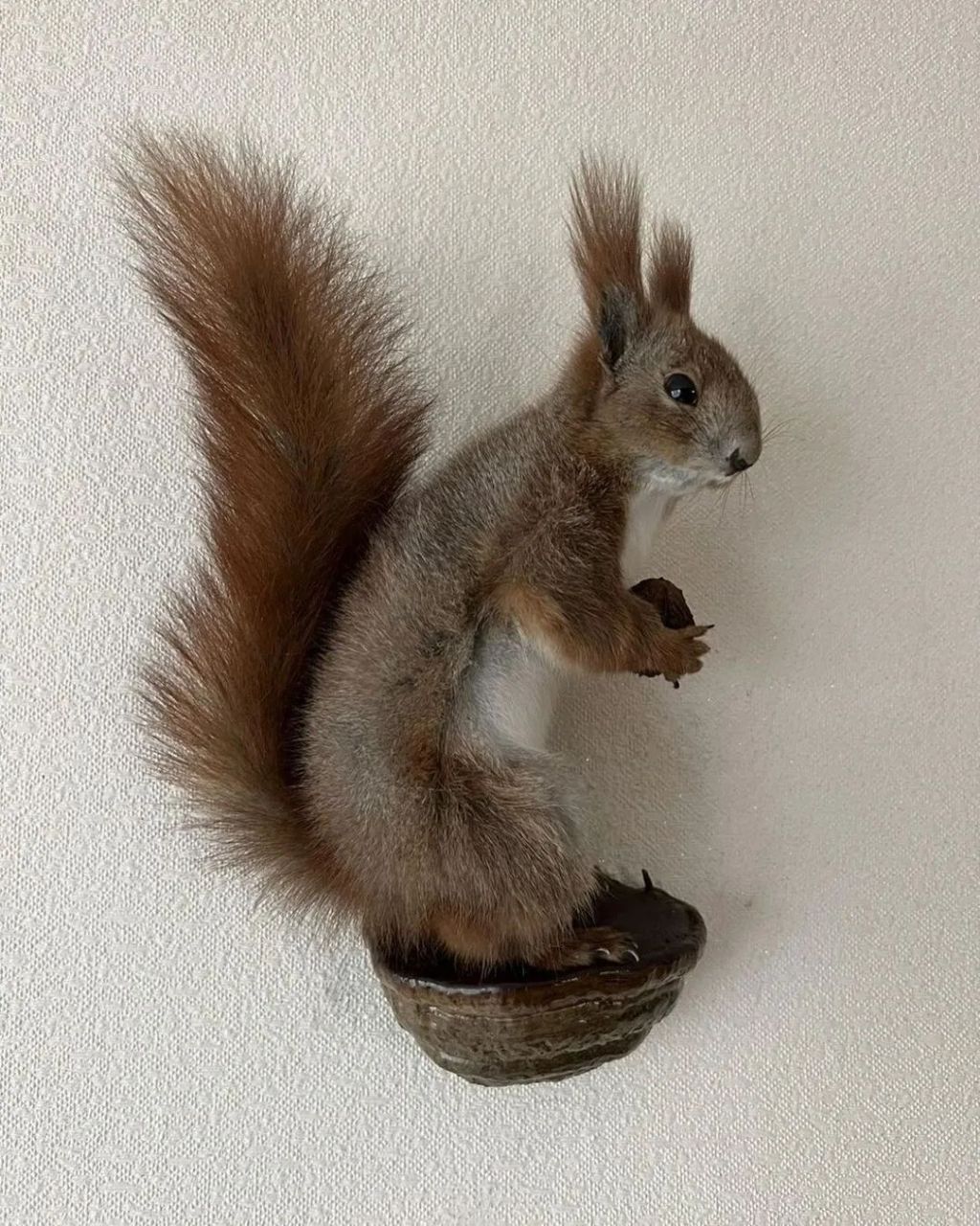 Taxidermy Squirrel