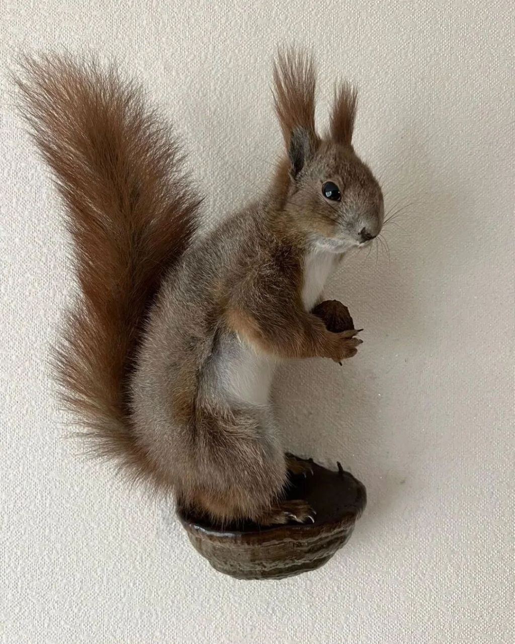 Taxidermy Squirrel