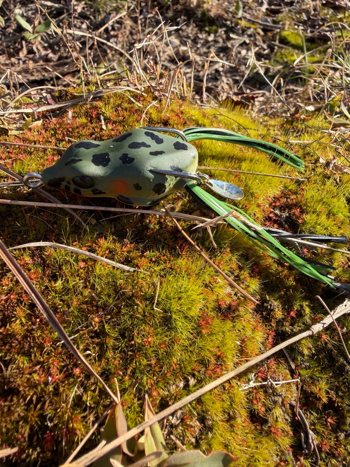 Dart Frog (Natural Frog)