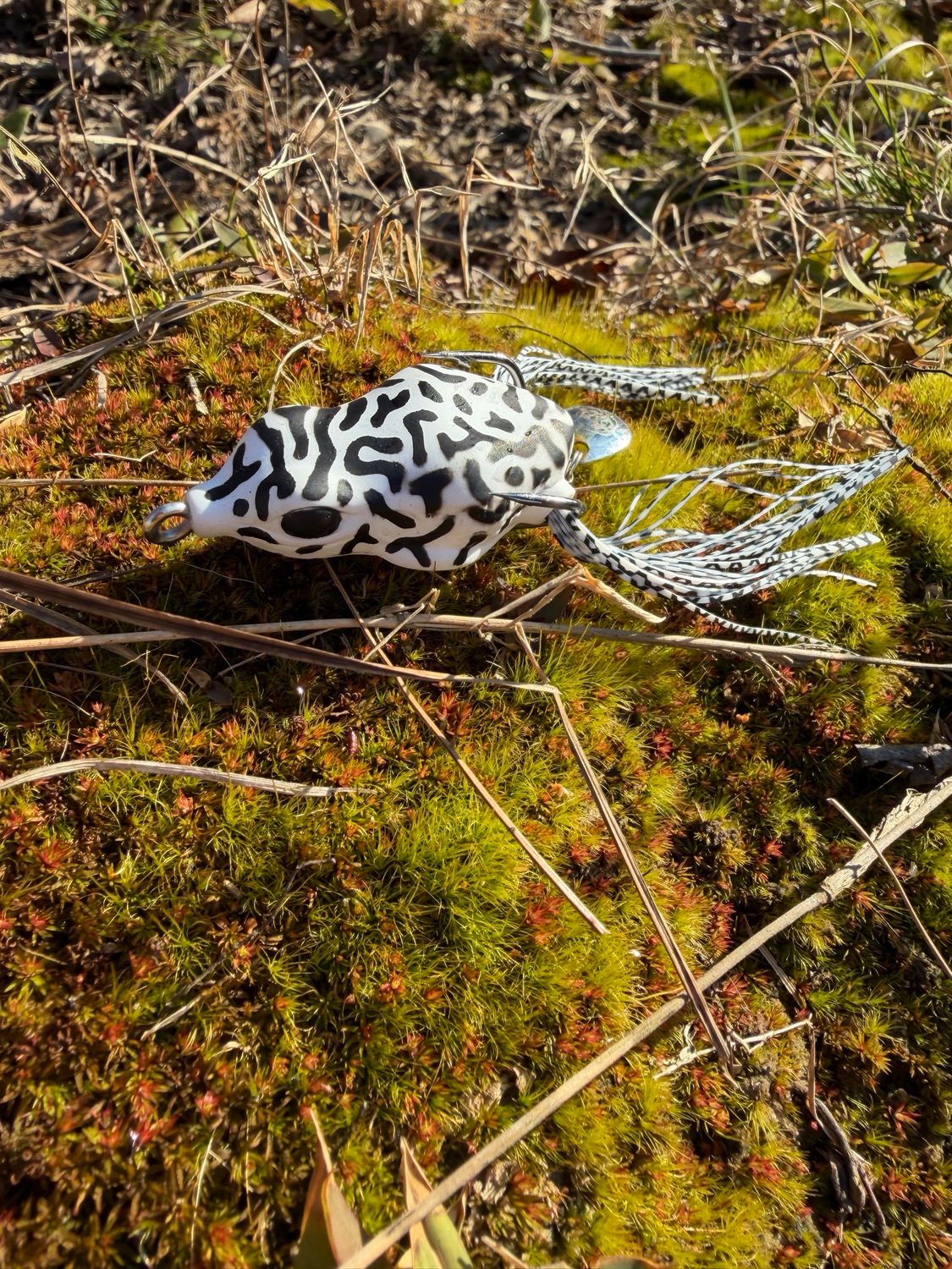Dart Frog (Peña Blanca)