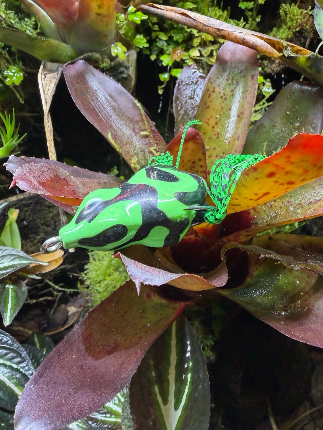 Dart Frog(Green &amp; Black)