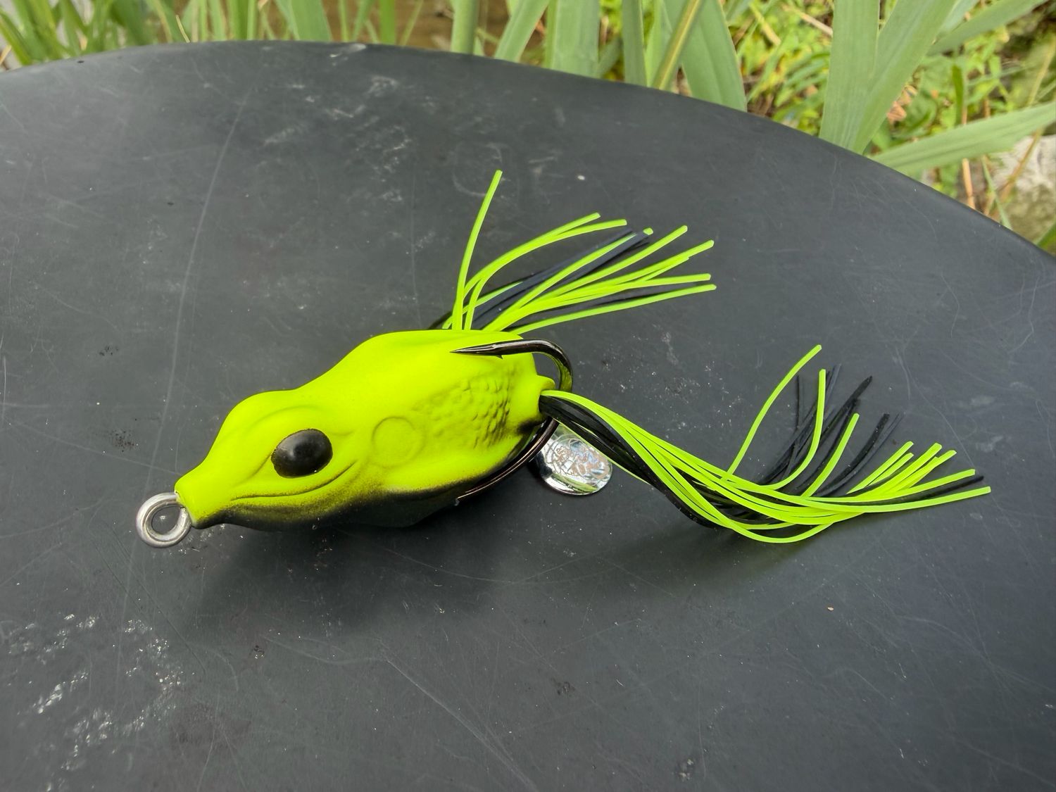 Dart Frog