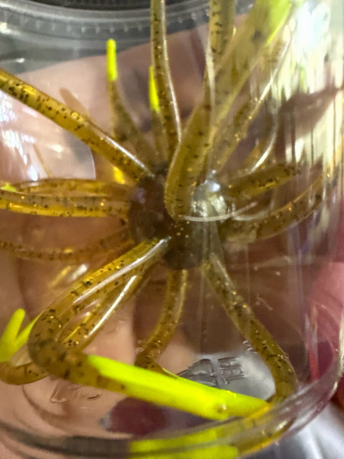 Marsh Hydra