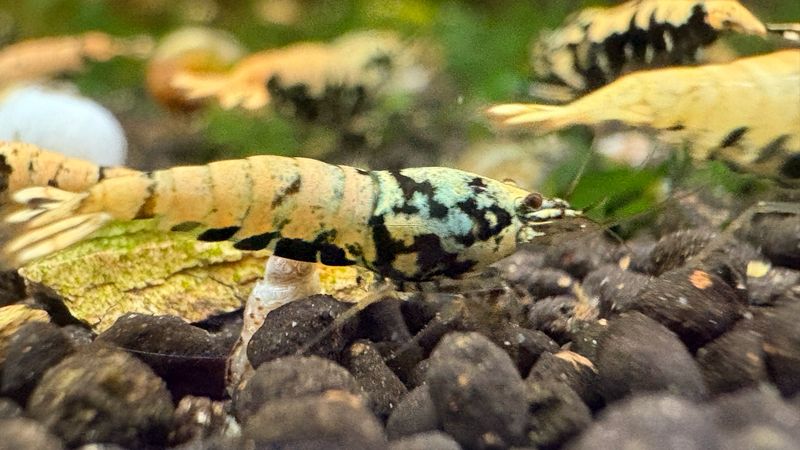Blue Boa Nachzuchten Caridina