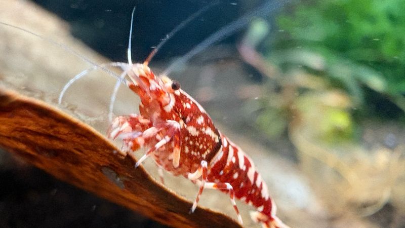 Red Galaxy Pinto Snowflake Caridina
